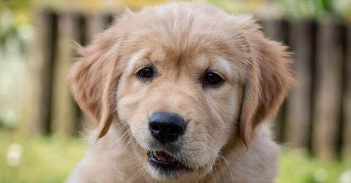Understanding Golden Retriever Puppy Behavior - 5 Key Insights For New Owners